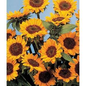  Sunflower, Tangina 1 Pkt. (50 seeds) Patio, Lawn & Garden