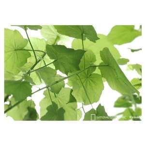 Brewster Wallcovering Ivy Leaves Mural 8 506