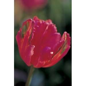  Tulip Fantasy pink 10_bulbs Patio, Lawn & Garden