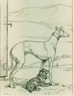   1945 Pencil Drawing Cocker Spaniel Greyhound JOHNSON Used for Dog Book