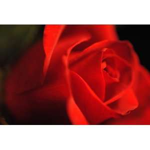  Super Close Red Rose  Giclee Print