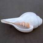 conch shell trumpet  