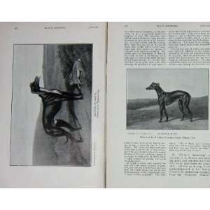   1909 Hare Coursing Effort Greyhound Dog MGrath Bird