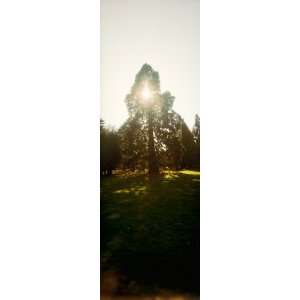 Sunlight Passing Through a Tree, Volunteer Park, Capitol Hill, Seattle 