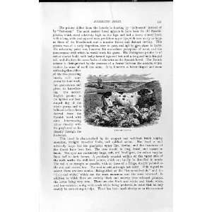  NATURAL HISTORY 1893 94 DOMESTIC DOG ENGLISH POINTER