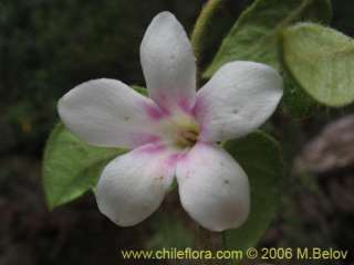 Image of Elytropus chilensis (Quilmay / Poroto del campo)