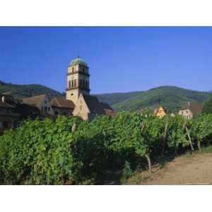 Vines in Vineyards and Tower of the Church of Ste. Croix, Kaysersberg 
