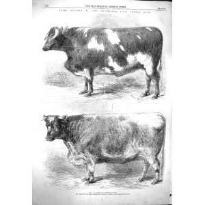   1864 Smithfield Club Cattle Show Steer Heifer Trinket