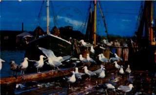 Postcard 902364 Seagulls Eat Fish Boats Cape Ann  