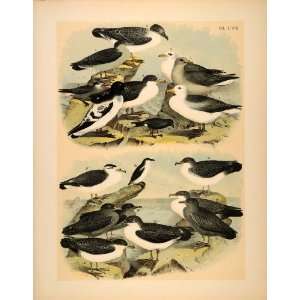  1881 Chromolithograph Bird Fulmar Sheerwater Puffin Auk 