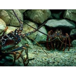 Spiny Lobsters Confront One Another over Territory National Geographic 