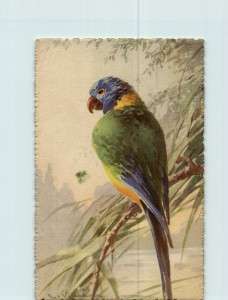 Catharina Klein   A parrot on the branch   Antique colored Postcard 
