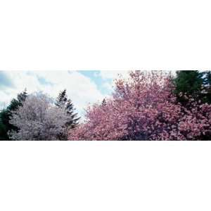  Blooming Star and Saucer Magnolia Trees, New York , 24x72 