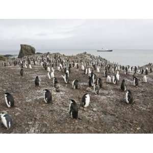 Chinstrap Penguins, Hannah Point, Livingstone Island, South Shetland 