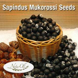 25 Sapindus Mukorossi Soap Nuts Soapnut Soapberry Seeds  