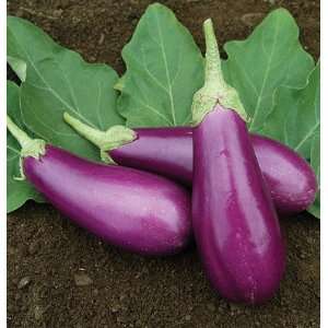   Hybrid Eggplant Fairy Tale (Solanum melongena) 20 Seeds per Packet