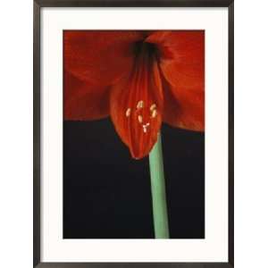 A Close View of an Amaryllis Flower Framed Photographic 