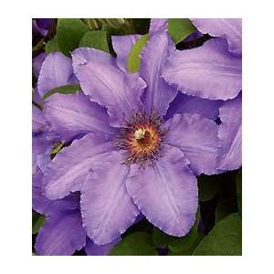  Clematis Parisienne™ Patio, Lawn & Garden