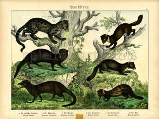 1880 Schubert Natural History #5 Civet, Mongoose  
