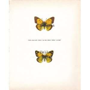  Colias Crocea (Male & Female) Butterfly Colour Plate 8 X 