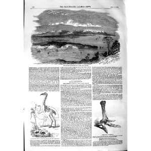  1850 CANTERBURY SETTLEMENT NEW ZEALAND DINORNIS OSTRICH 