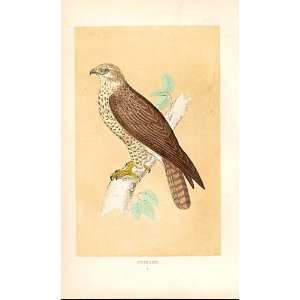  Buzzard British Birds 1St Ed Morris 1851
