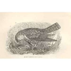    Honey Buzzard 1862 WoodS Natural History Birds