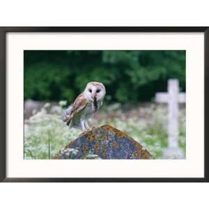  Barn Owl, with Shrew, UK Art Styles Framed Photographic 