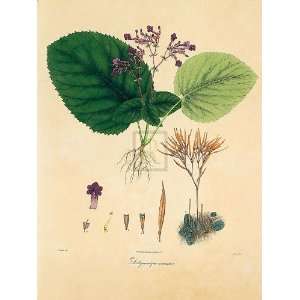  Nathaniel Wallich   East Indian Plants I Gouttelette