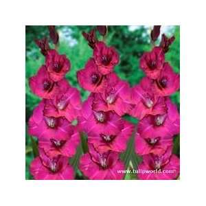   Bulbs Wing Sensation Corms From Holland Patio, Lawn & Garden