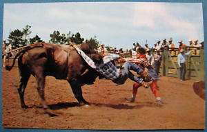 Rodeo Photo Postcard Salinas CA Roberts Murchison 50s  