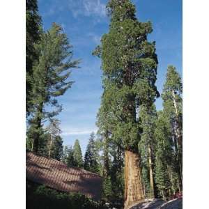  Low Angle View of Sequoia Trees, Sequoia National Park 