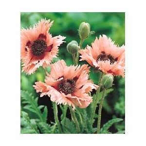  Feathered Peach Poppy Seed Pack Patio, Lawn & Garden