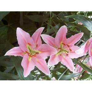  New Zealand Pre cooled Lily Medusa 14 16 cm. 300 pack 