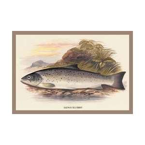  Galaway Sea Trout 20x30 poster