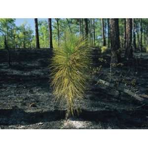  New Pine Tree Grows From Scorched Earth After a Fire 