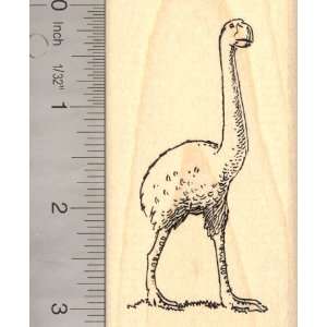  Moa Bird Rubber Stamp (Extinct Megafauna) Arts, Crafts 