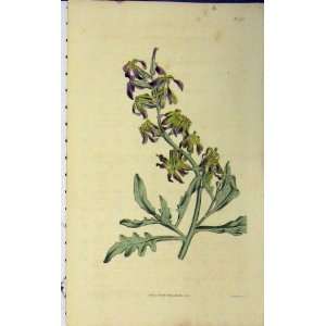  1816 Curtis Flower Print Sansom Hand Coloured Plate1711 