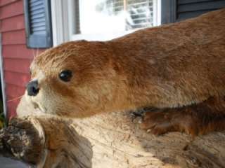 River Otter taxidermy mount Made in the USA #322003  
