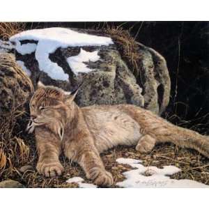  Time To Rest   Lynx By Alan Sakhavarz Highest Quality Art 