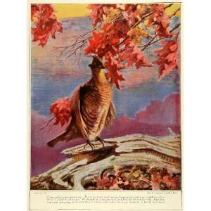   Bird Reginald F. Bolles Artwork   Original Color Print