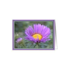  Close up of an English Aster/Mothers Day Card Health 