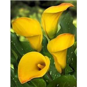  Dutch Calla Captain Amigo 20 22 cm. 25 pack Patio, Lawn 