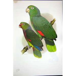  World Parrots 1973 Vinaceous  Mealy 