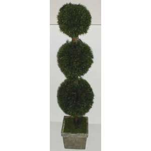 4 Triple Ball INDOOR / OUTDOOR Springerii Topiary