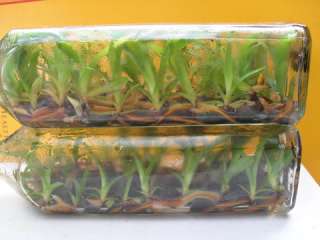 Thai Orchid/Den.macrophyllum X self Hybrid 1 Flask(36 40 Plants 