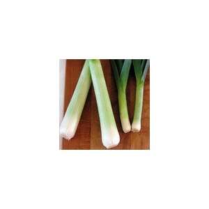  Leek Lincoln Seeds Patio, Lawn & Garden