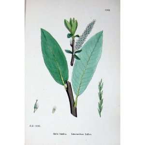   Botany Plants C1902 Intermediate Sallow Salix Laurina