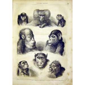  Monkey Animal Chimpanzee Baboon French Print 1866