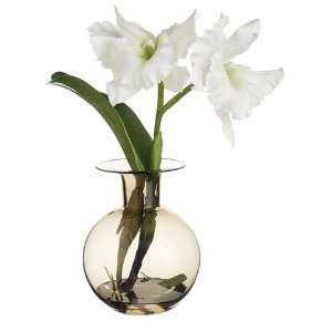  16 Cattleya Orchid Plant in Glass Vase Cream Green (Pack 